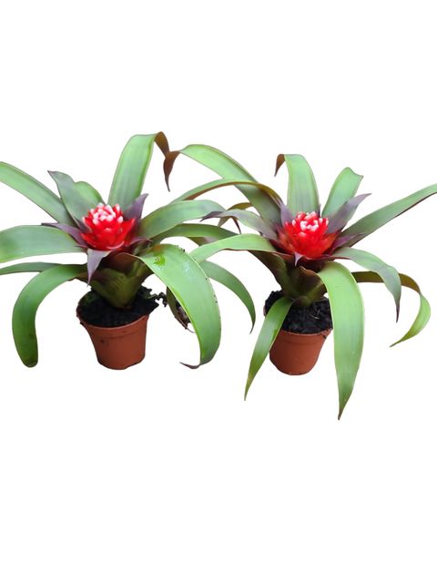 Guzmania 'Priscilla'