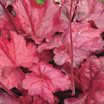 Heuchera 'Fire Chief'