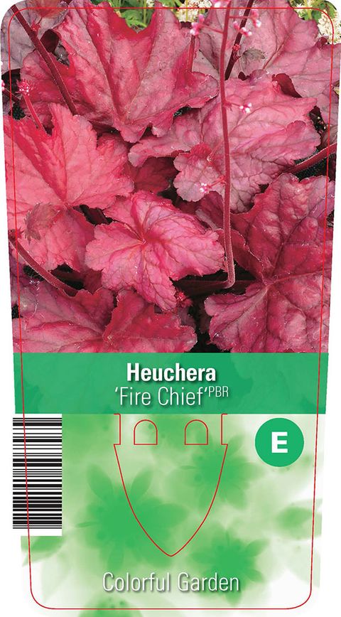 Heuchera 'Fire Chief'