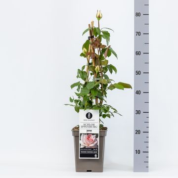 Rosa SCHLOSS IPPENBURG / PRINCE JARDINIER