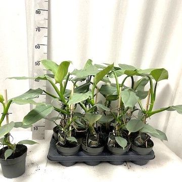 Philodendron 'Silver Queen'