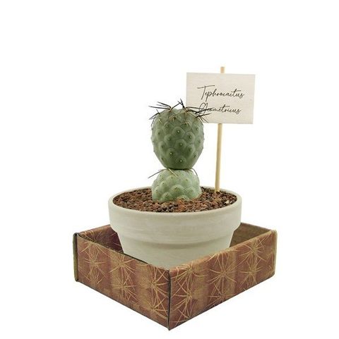 Tephrocactus geometricus