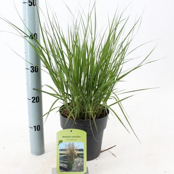 Molinia caerulea 'Heidebraut'