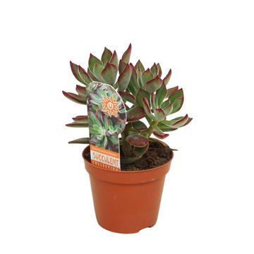 Echeveria pulvinata DEVOTION