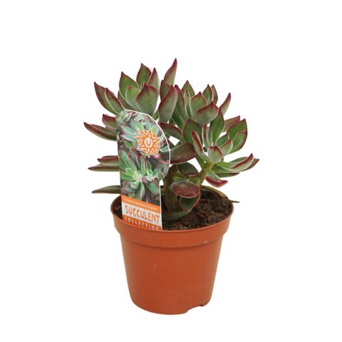 Echeveria pulvinata DEVOTION