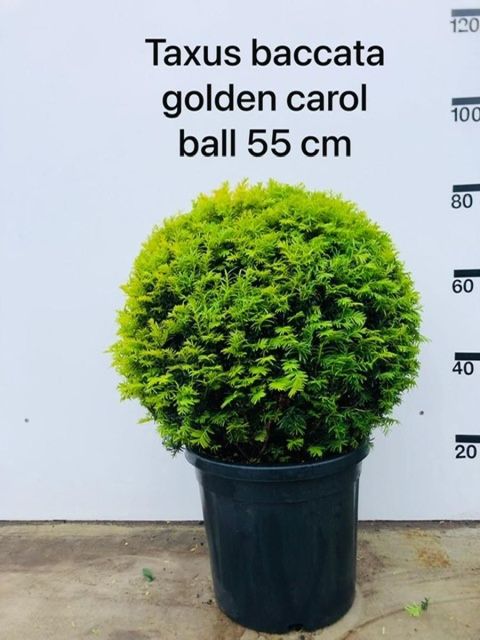 Taxus baccata 'Golden Carol'