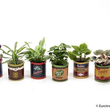 Houseplants MIX