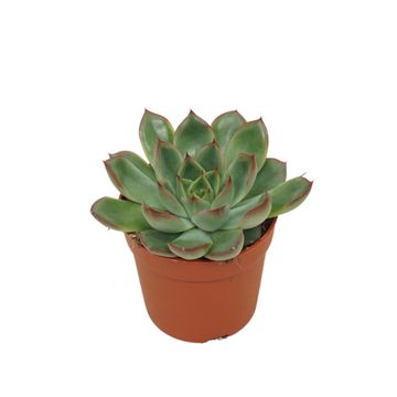 Echeveria 'Skat'