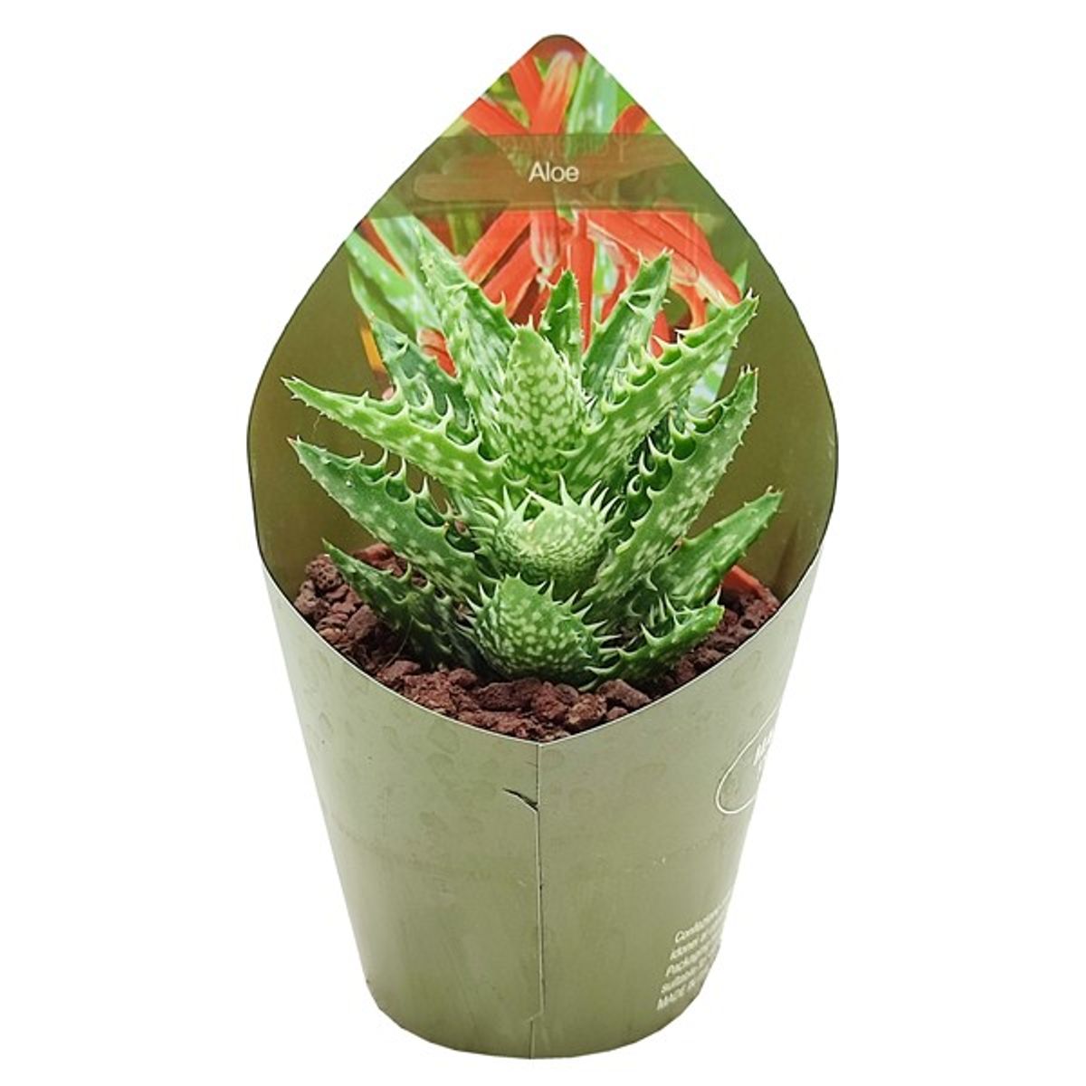Aloe squarrosa  Plant Wholesale FlorAccess