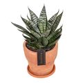 Sansevieria 'Star Ming Green Marble'