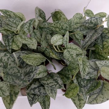 Scindapsus pictus 'Argyraeus'