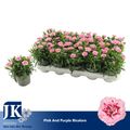 Dianthus OSCAR PINK AND PURPLE