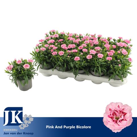 Dianthus OSCAR PINK AND PURPLE