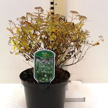Спирея japonica 'Генпей'