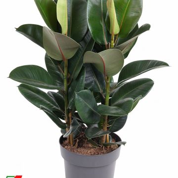 Ficus elastica 'Robusta'