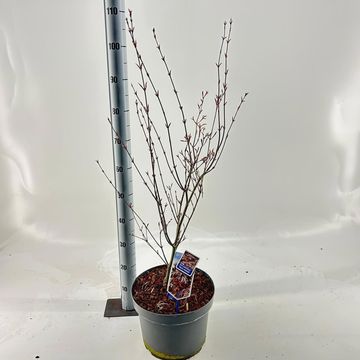 Acer palmatum 'Yezo-nishiki'