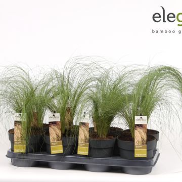 Stipa tenuissima 'Ponytails'