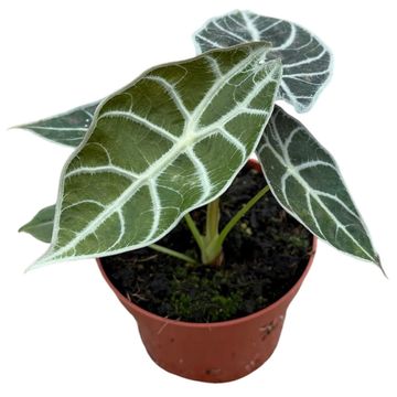 Alocasia 'Watsoniana Lightning'