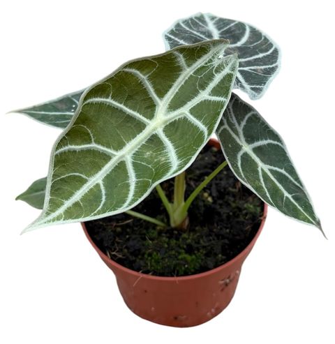 Alocasia 'Watsoniana Lightning'