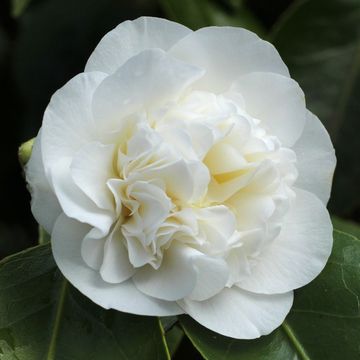 Camellia japonica 'Powder Puff'