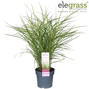 Miscanthus sinensis 'Ferner Osten'