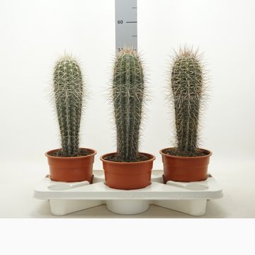 Pachycereus pringlei