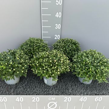 Хризантема GARDEN MUMS MIX