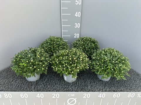 Chrysanthemum GARDEN MUMS MIX
