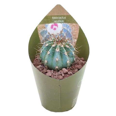 Melocactus azureus