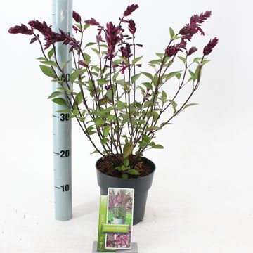 Salvia LOVE AND WISHES