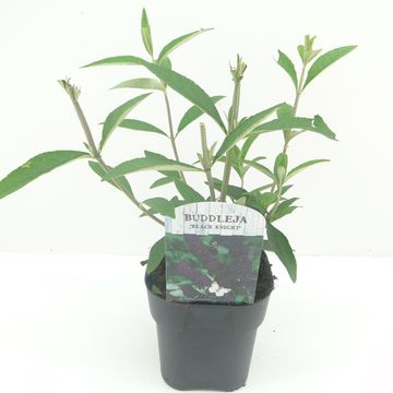 Buddleja davidii 'Блэк Найт'