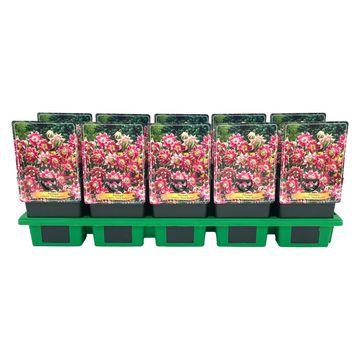 Aquilegia vulgaris 'Nora Barlow'