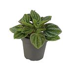 Peperomia caperata 'Amazonas'