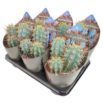 Browningia hertlingiana