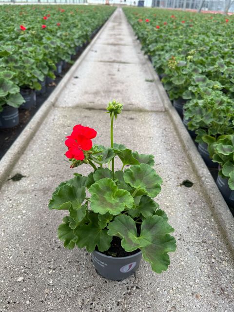 Pelargonium ZONALE MIX
