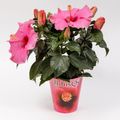 Hibiscus rosa-sinensis HIBISQS PINK