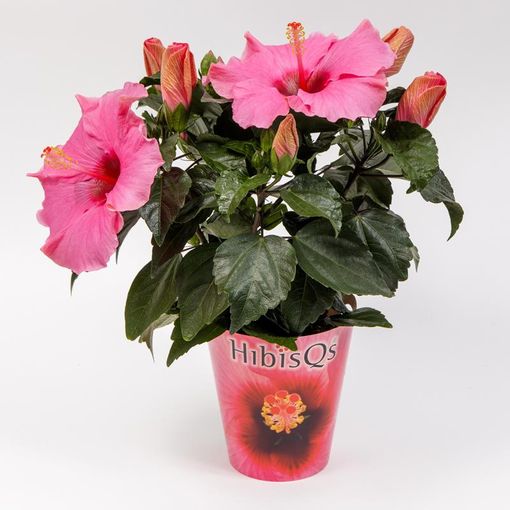 Hibiscus rosa-sinensis HIBISQS PINK