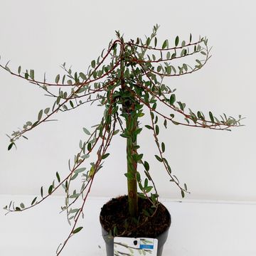 Ива repens 'Voorthuizen'