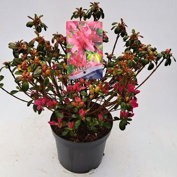 Rhododendron 'Kermesina' (AJ)