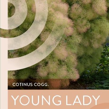 Cotinus coggygria 'Young Lady'