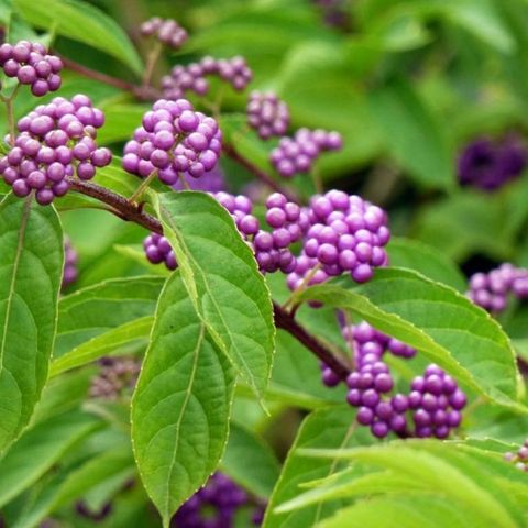 Callicarpa bodinieri 'Profusion'