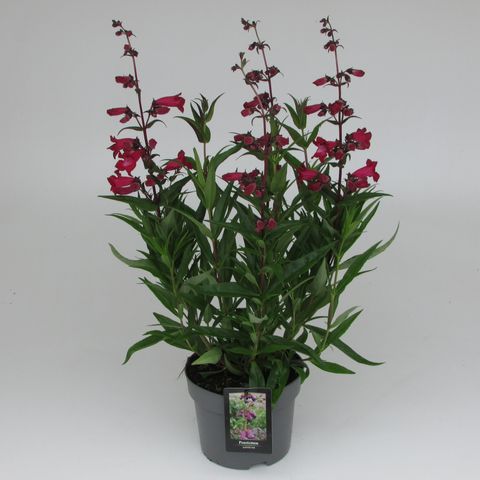 Penstemon hartwegii 'Superstar'