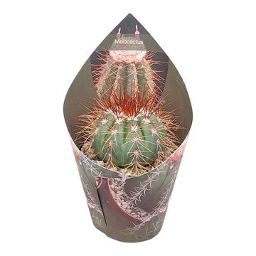 Melocactus diamantinus