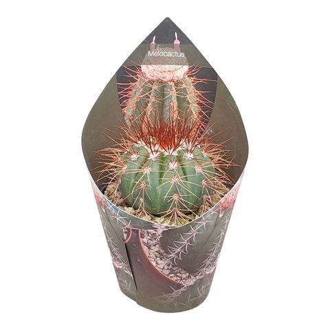 Melocactus diamantinus