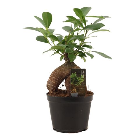Ficus microcarpa 'Гинсенг'