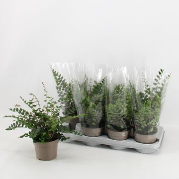 Pellaea rotundifolia