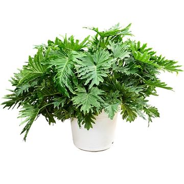 Philodendron selloum