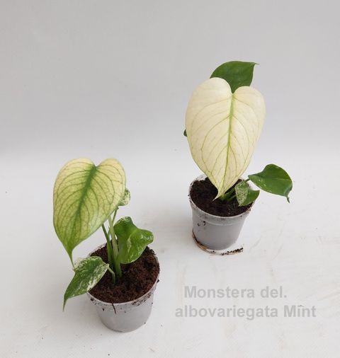 Monstera deliciosa 'Albovariegata Mint'