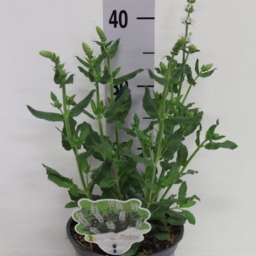 Salvia nemorosa 'Salute White'