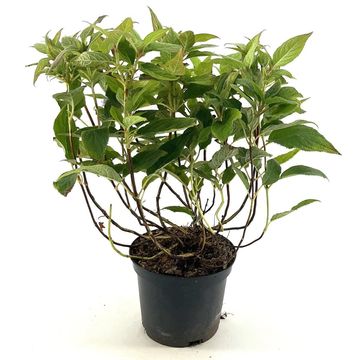 Hydrangea involucrata